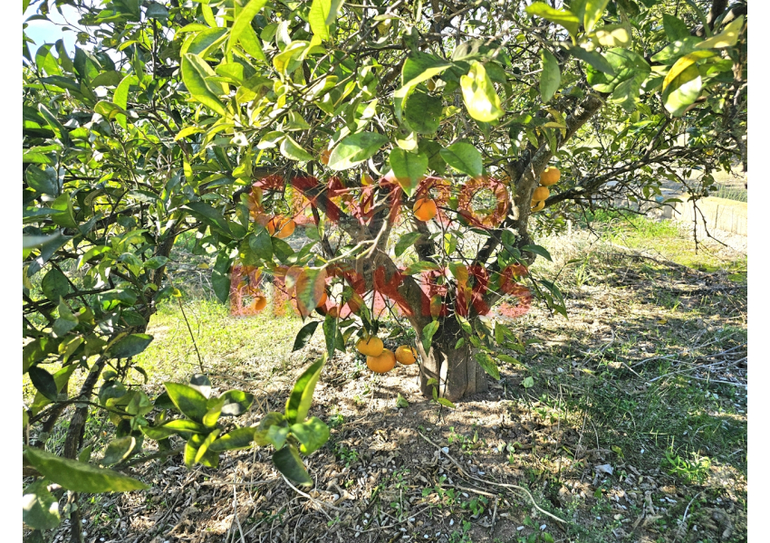 Sad pomarańczowy pod palmami, Walencja